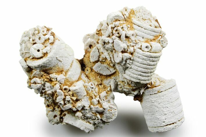 Mississippian Fossil Crinoid Stem & Cephalopod Plate - Kentucky #358652